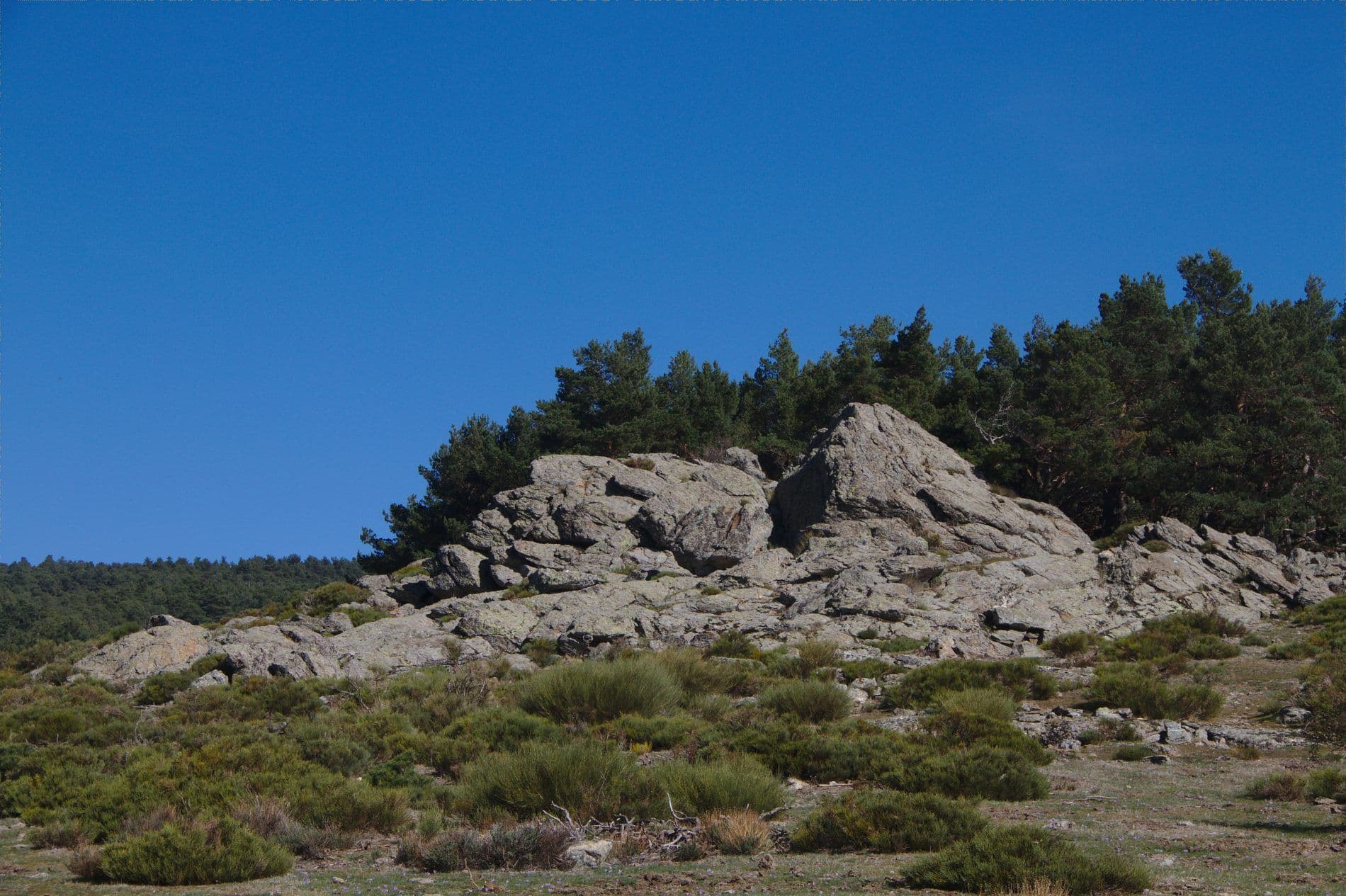 Pinar de Abantos