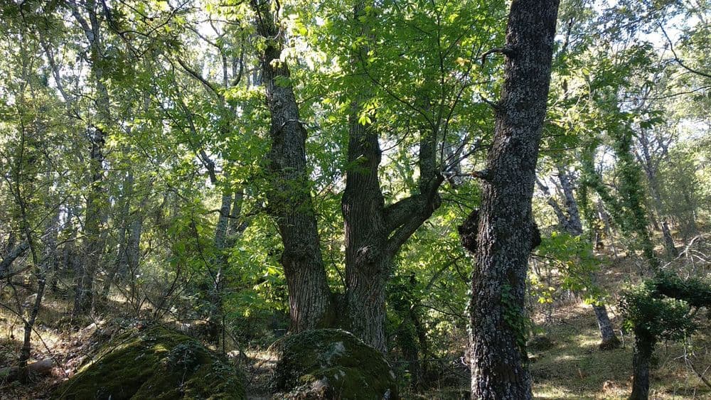 La Herrería - El Castañar – Silla de Felipe II